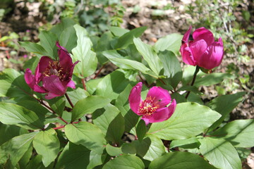 Pivoine coralline