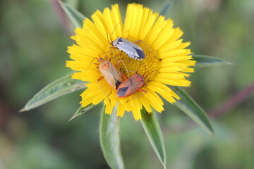 Insectes sur une fleur