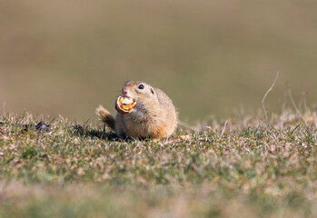 Naklejka na ściany i meble Spermophilus citellus eating and playing with a walnut on the meadow