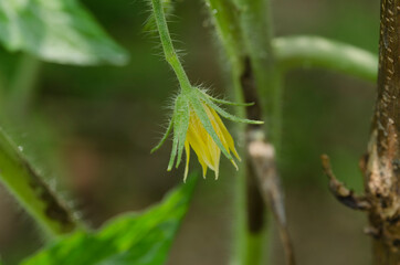 yellow flowers among green branches