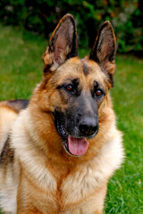 German shepherd dog