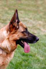 German shepherd do
