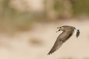 Collard pratincole on green grass field. green color background. Glareola Pratincola Bahrain