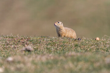 Spermophilus citellus eating and playing with a walnut on the meadow