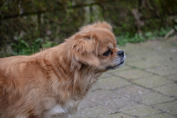 Purebred Tibetan Spaniel dog outdoors in the nature on grass meadow on a summer day.