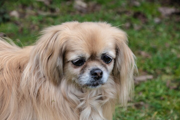Purebred Tibetan Spaniel dog outdoors in the nature on grass meadow on a summer day.