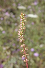  Nombril de Vénus