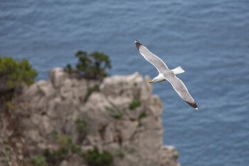 Fototapeta na wymiar Seagull flying over the blue sea. Seagull flying at the Faraglioni cliffs on island of Capri, Tyrrhenian Sea, Italy