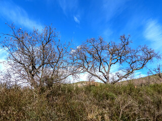 Deux arbres morts en montagne