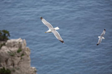 Fototapeta na wymiar Large white water birds flying over the blue sea. Seagulls flying at the Faraglioni cliffs on island of Capri, Tyrrhenian Sea, Italy