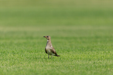 Collard pratincole on green grass field. green color background. Glareola Pratincola Bahrain