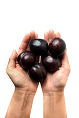 Black cherry plums in the hand on white background