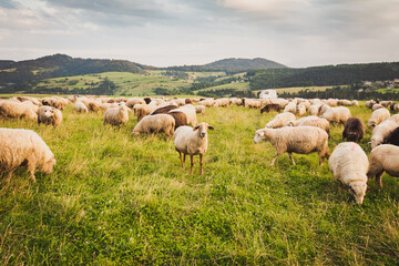 Herd of sheep on beautiful mountain meadow. Grywałd, Pieniny, Poland. Picturesque landscape background on mountainous terrain.