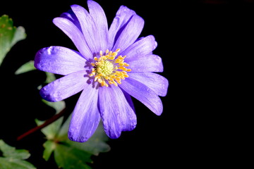 Balkan anemone bears big daisy like flowers in an extensive range of colours including blue purple pink and white It is ideally planted under trees or shrubs where its early spring blooms attract bees