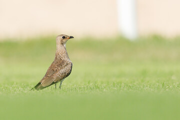 Collard pratincole on green grass field. green color background. Glareola Pratincola Bahrain