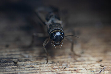 Field cricket insects close-up. Grig head with eyes. Macro.