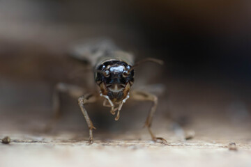 Field cricket insects close-up. Grig head with eyes. Macro.