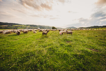 Herd of sheep on beautiful mountain meadow. Grywałd, Pieniny, Poland. Picturesque landscape background on mountainous terrain.