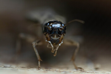 Field cricket insects close-up. Grig head with eyes. Macro.
