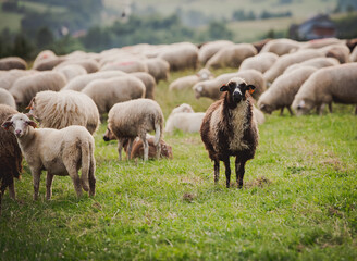 Herd of sheep on beautiful mountain meadow. Grywałd, Pieniny, Poland. Picturesque landscape background on mountainous terrain.