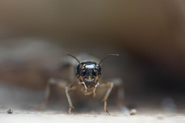 Field cricket insects close-up. Grig head with eyes. Macro.