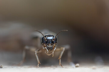 Field cricket insects close-up. Grig head with eyes. Macro.