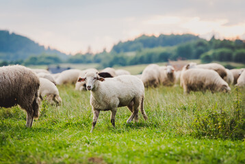 Obraz na płótnie Canvas Herd of sheep on beautiful mountain meadow. Grywałd, Pieniny, Poland. Picturesque landscape background on mountainous terrain.