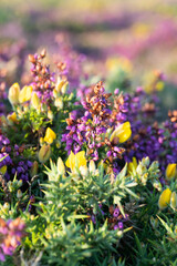 Obraz premium purple and yellow flowers, thorny stems
