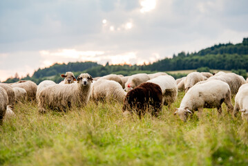Herd of sheep on beautiful mountain meadow. Grywałd, Pieniny, Poland. Picturesque landscape background on mountainous terrain.