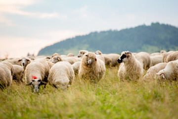 Fototapeta premium Herd of sheep on beautiful mountain meadow. Grywałd, Pieniny, Poland. Picturesque landscape background on mountainous terrain.