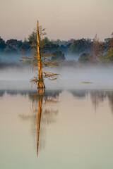 Fototapeta na wymiar Lone Cypress at dawn on a misty morning.