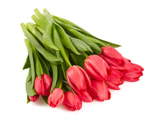 pink tulips isolated on white background