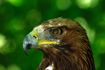 Golden Eagle