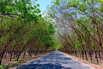 The road passed through rubber plantations in Tay Ninh province, Vietnam.