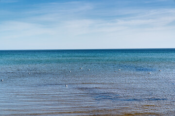 Obraz premium baltic sea sandy beach wadden sea birds