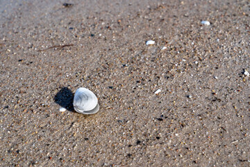 Fototapeta na wymiar seashell on the sand by the baltic sea