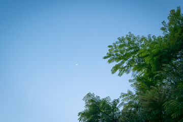 Obraz premium Tree Leaves with Clear Blue Sky Background with View of the Waning Quarter Moon