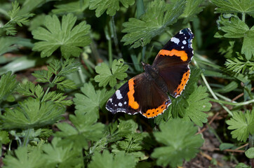 Closeup of colorful butterfly. Vanessa atalanta or Red admiral