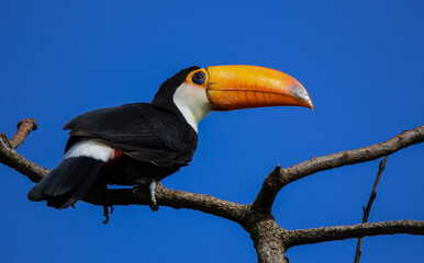 Fototapeta premium toucan on a branch