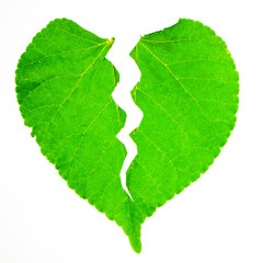 isolated green plant leaf torn in the center