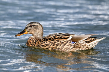 duck on the lake, Ente