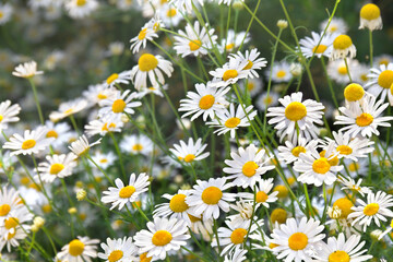 Flowers white chamomile blooming in sun light in summer on meadow
