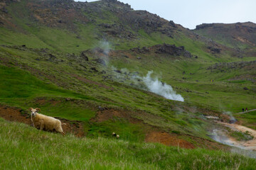 Reykjadalur hot spring hike, Iceland