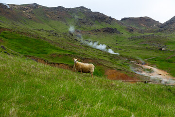 Reykjadalur hot spring hike, Iceland