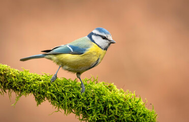 Blue tit ( Cyanistes caeruleus ) close up