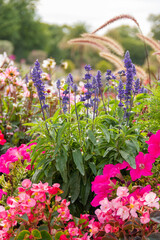 Obraz premium Beautiful and colorful flowers in garden with a blurry background