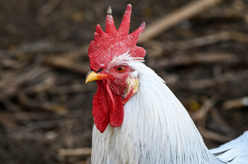 close up of a rooster, Hahn