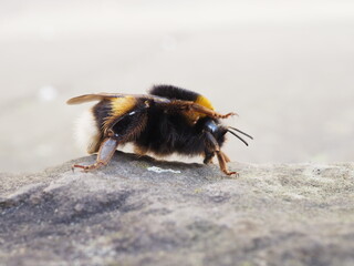 Die Hummel Königin ist erwacht und sucht nach Nektar