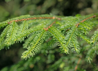 Fichtenzweige in einer Nahaufnahme