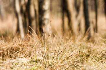 Frozen grass on the background of the forest 